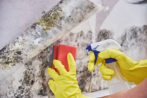 Mold Removal for HVAC Installations in Blooming Prairie, MN