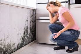 Mold Remediation for Rental Properties in Blooming Prairie, MN